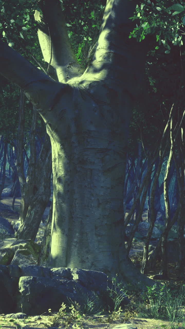 Old tree shadows massive gnarled beech stands in shadowed forest