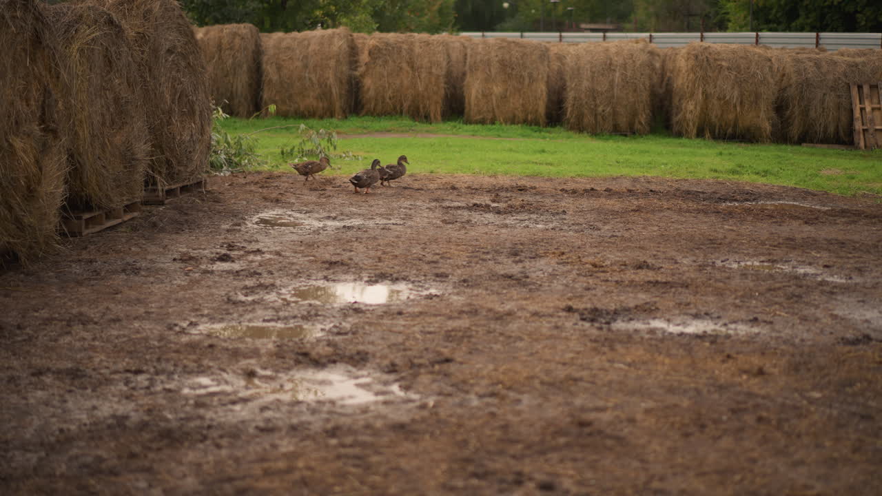 muddy field with hay bales and small birds foraging near puddles, damp earth textured by hoof prints, green grass strip beyond stacked bales, overcast sky casting soft light, rustic farm atmosphere