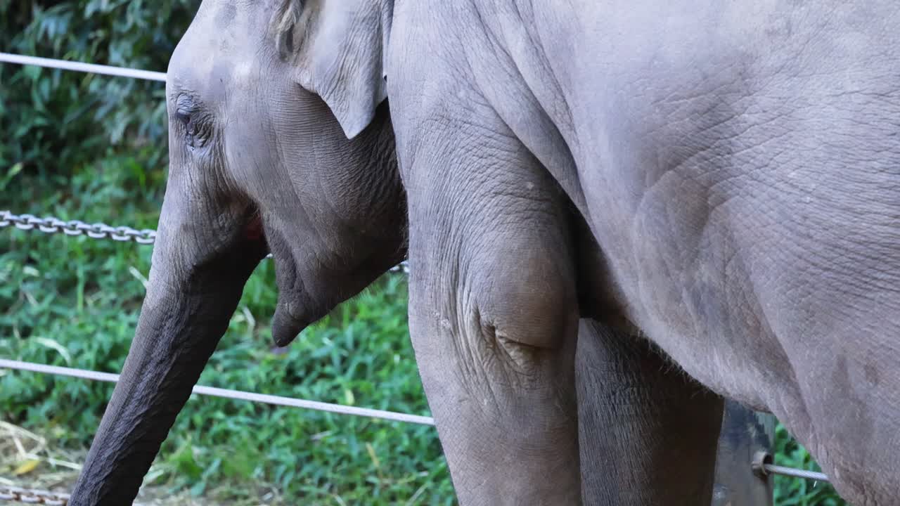 elefantes interactuando en el recinto del zoológico de melbourne
