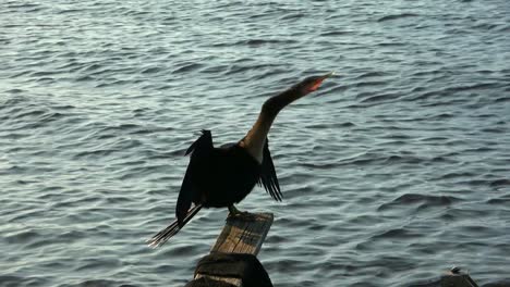 Florida-bird-in-the-morning