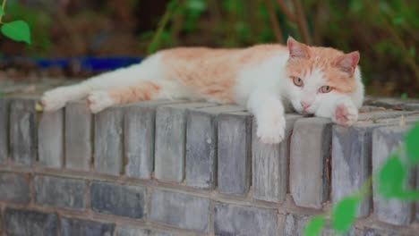 orange cat resting and sleeping on the windowsill