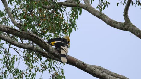 Auf-Einem-Ast-Nach-Rechts-Hüpfend-Gesehen,-Sich-Umschauend,-Großer-Nashornvogel-Buceros-Bicornis