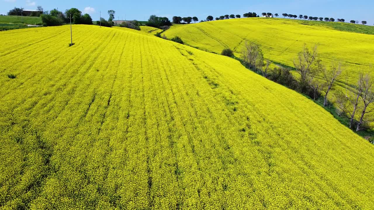 pequeño foso entre dos campos de colza amarilla en el paisaje de las colinas italianas