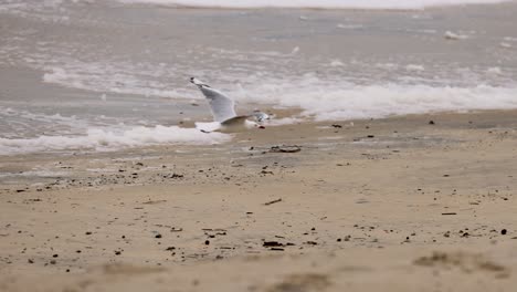 a seagull gracefully takes off from a sandy beach, navigating the windy coastal environment with skill and elegance