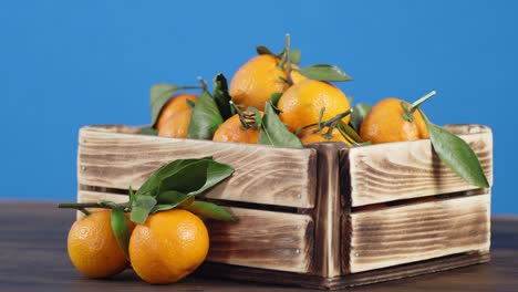 ripe tangerines with leaves in wooden box slowly rotate.