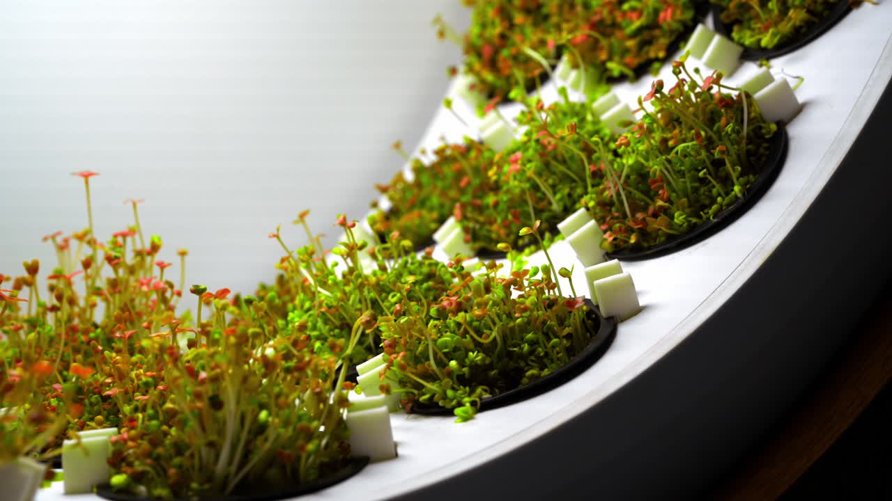 microgreens que crecen en un sistema hidropónico