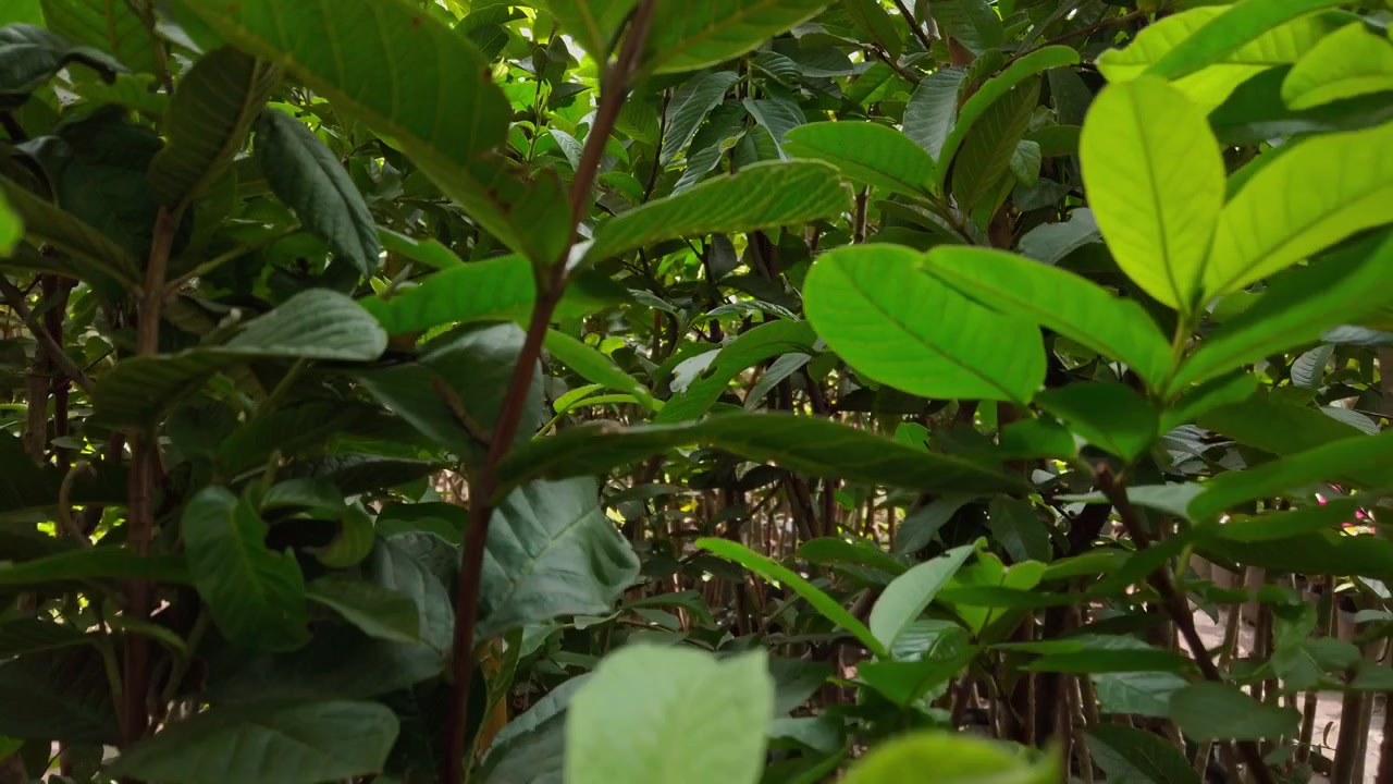 Vista em close-up através de folhagem tropical densa em um viveiro de plantas, destacando folhas verdes saudáveis, cultivo de vegetação e crescimento natural de plantas em ambiente externo.