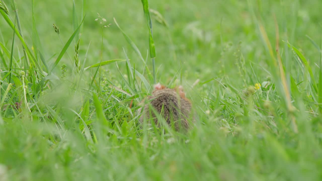 A hamster interacts with grassy surroundings, digging and sniffing. Captured in a sunny outdoor setting, this clip shows the animal's behavior in its natural environment
