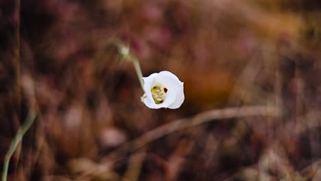 pan-over-a-wild-mariposa-lily-with-an-orange-fall-foliage-blurred-out-background