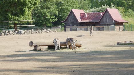 Zebras-In-Ihrem-Gehege-Im-Danziger-Zoo