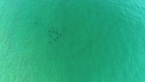 aerial view of dolphins swimming in the ocean