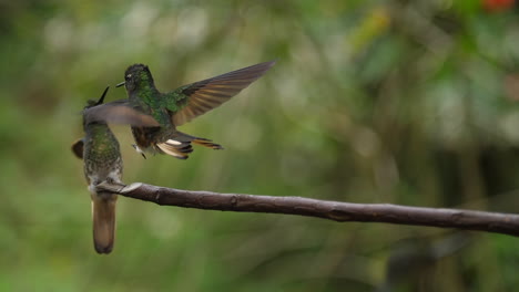 Colibríes-Besándose-En-Cámara-Súper-Lenta