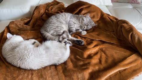 The-camera-captures-a-wide-view-of-a-cute-and-funny-couple-of-cats-sleeping-peacefully-on-a-couch-in-their-home,-creating-a-heartwarming-and-adorable-scene
