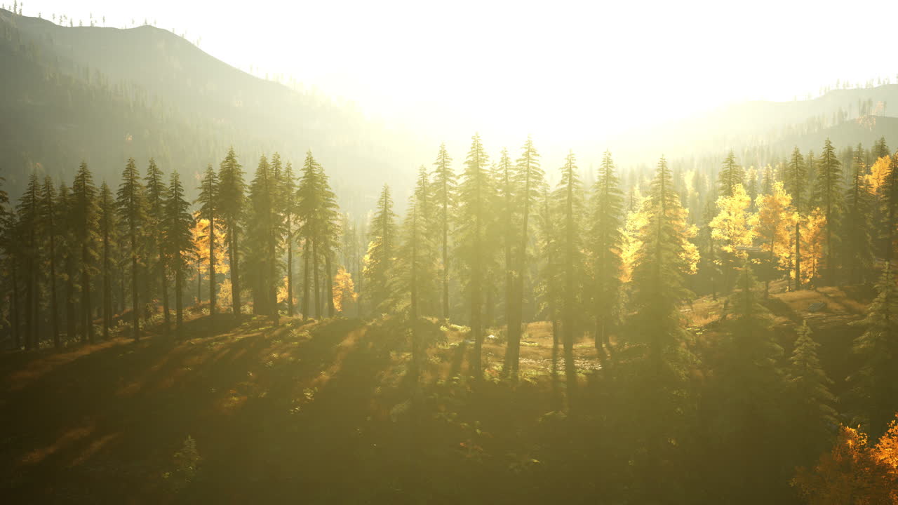 산의 숲에서 황금 시간