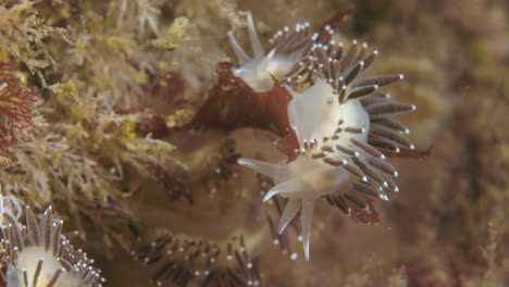 nudibranquio durante una inmersión en percé en el atlántico norte