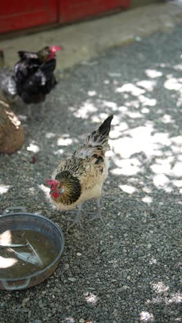 chickens in a garden