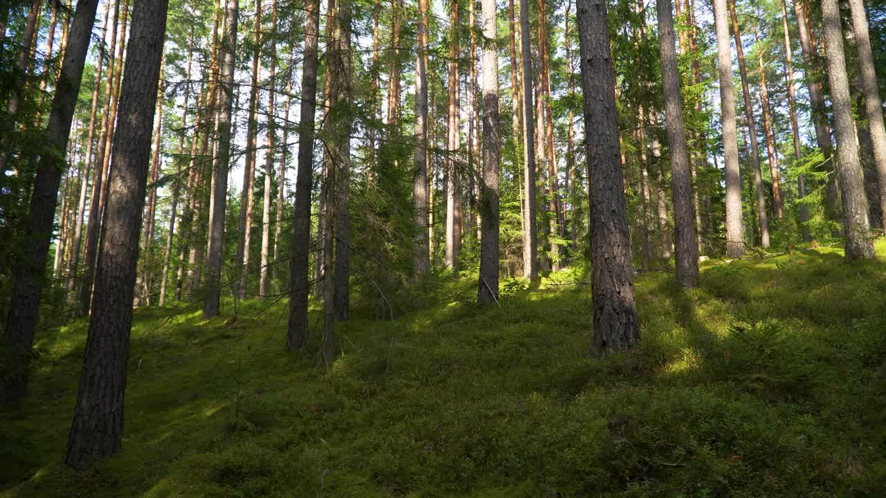 Una bella ripresa di alberi alti e sottili in una foresta su un pendio.