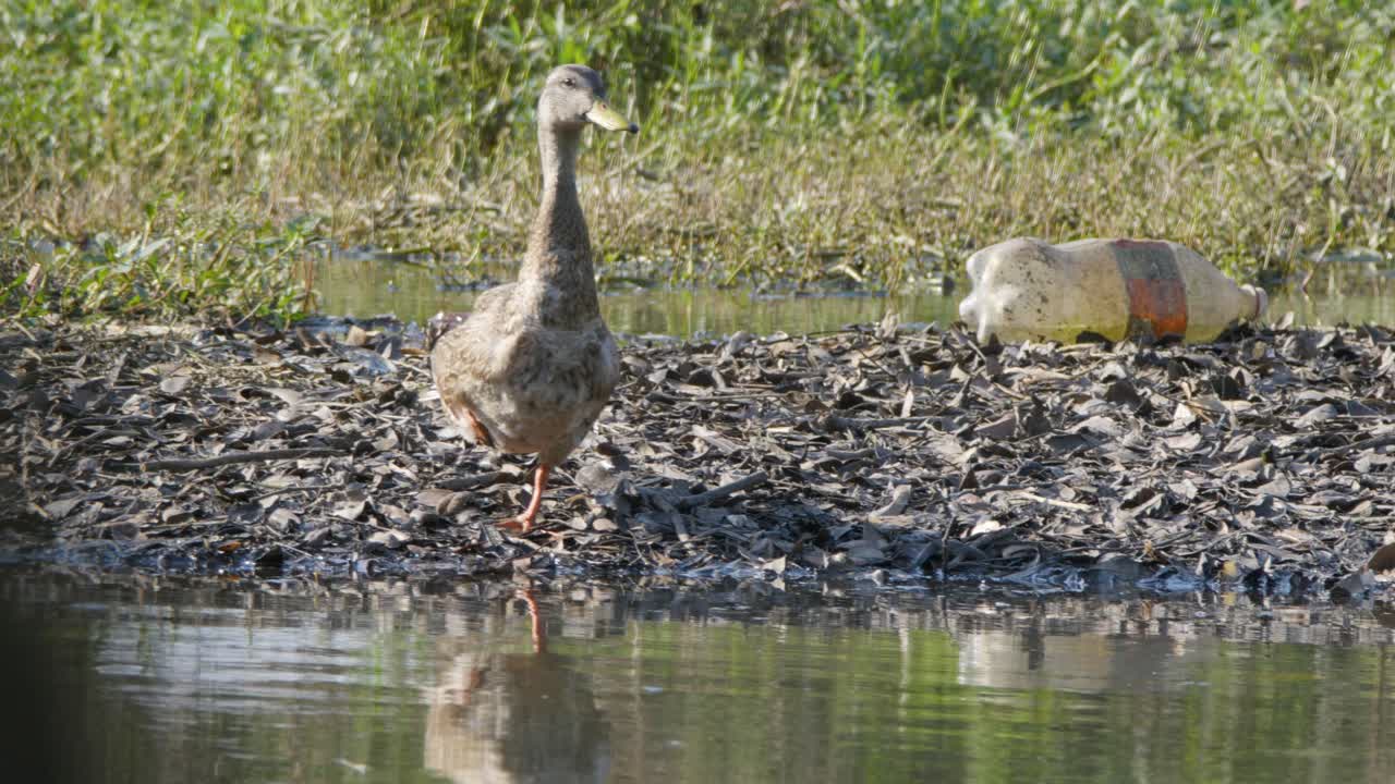 Female Mallard duck standing on one leg near water and trash in wetlands
