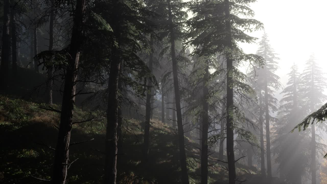 Calm moody forest in misty fog in the morning