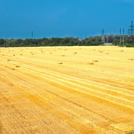 aerial view of hay bales in meadow. drone view of golden straw in stacks on dry meadow