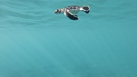 baby sea turtle strive to swim for the first time underwater