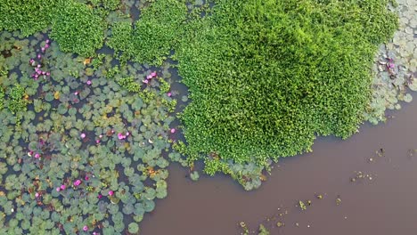 Blühende-Seerose,-Seerose-Am-Flussufer-Im-Bach,-Mangrovenwald-Im-Binnengewässer,-Schöne-Luftaufnahme,-Gruppe,-Blüte,-Feld,-Oben,-Seerose-Wächst-Mit-Moosen-Und-Gräsern