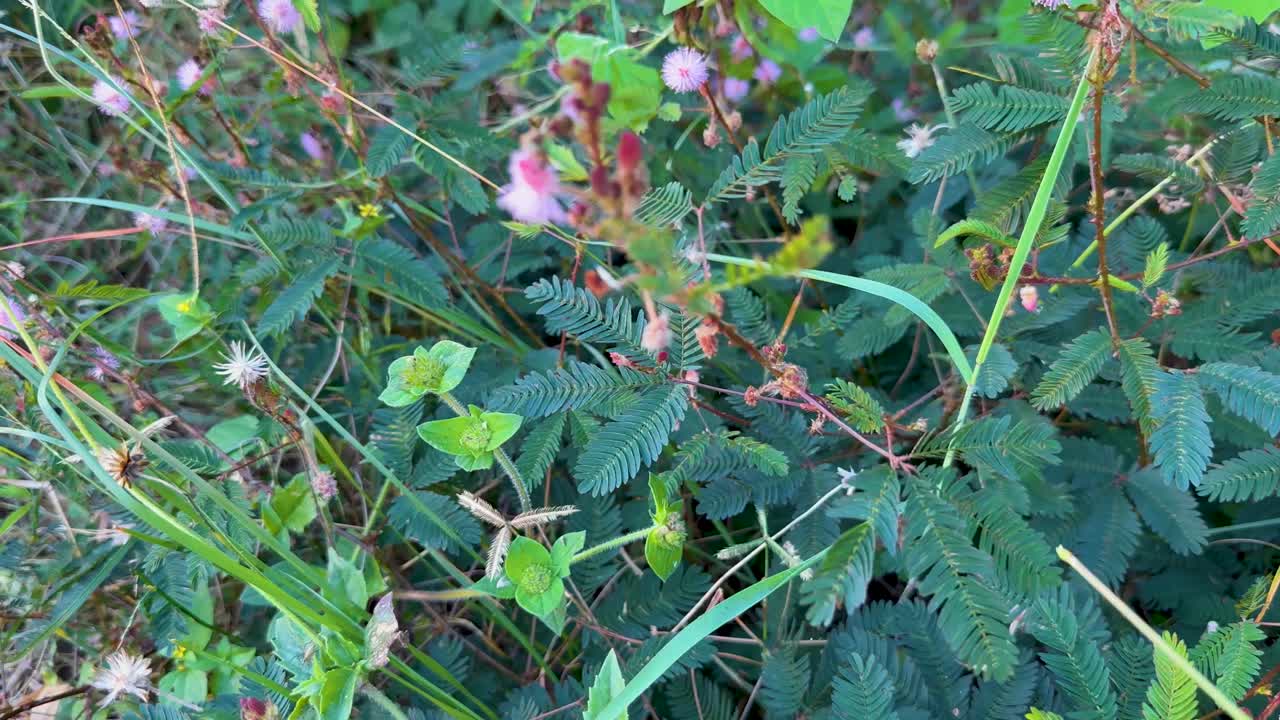 Close-up of Mimosa pudica leaves folding after touch, natural daylight, handheld camera, lush greenery
