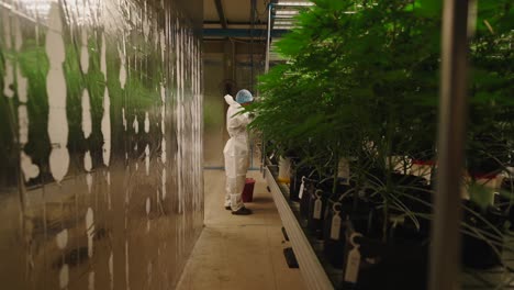 cannabis cultivation in a controlled environment
