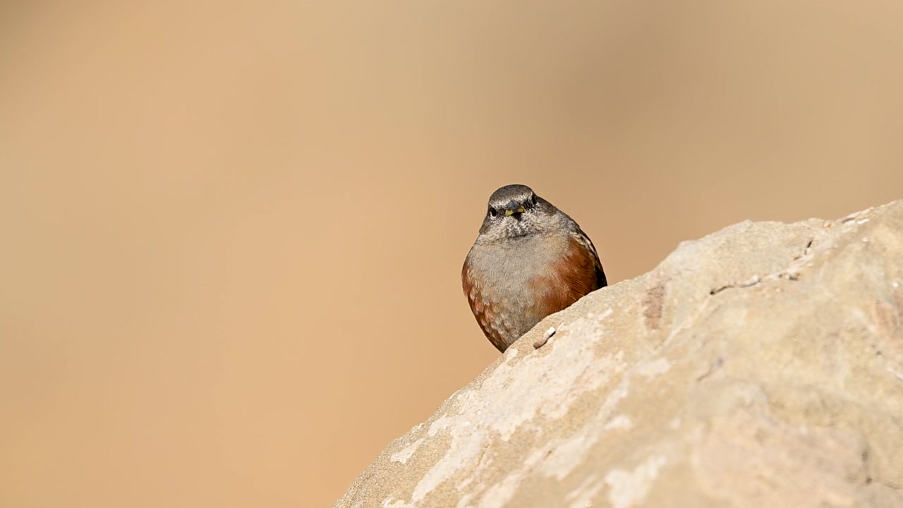 Alpine accentor pauses in mountain terrain displaying balance vigilance and composure