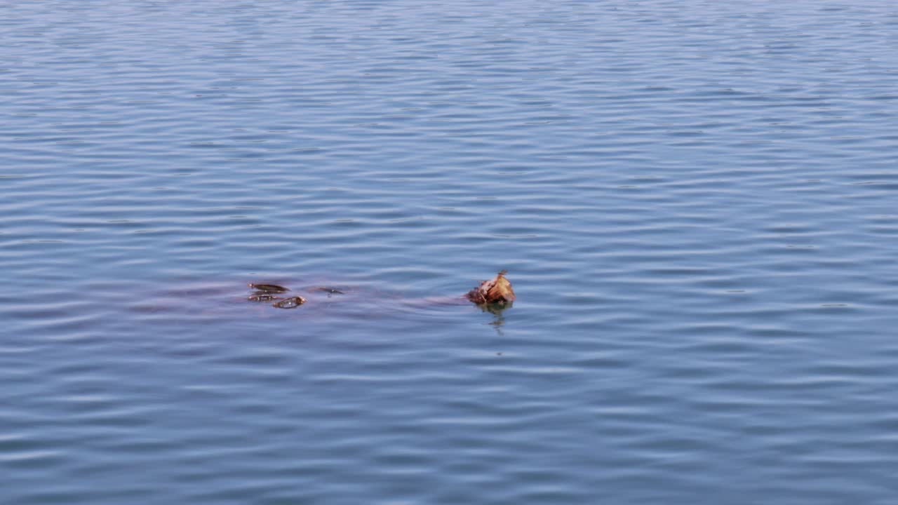 Old pine tree floating in lake.