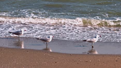 3 gaviotas de audouin en la playa