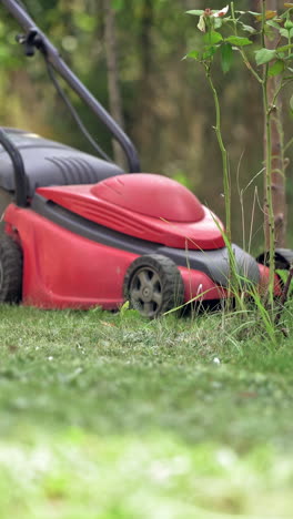 gardener cutting lawn grass. home garden grass cutting with lawn mower