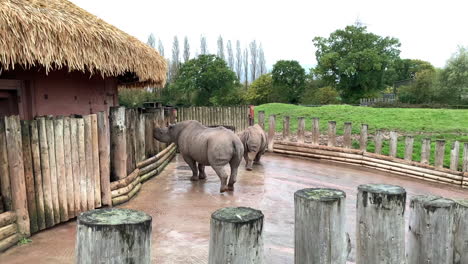 白犀牛在動物園的較大圍<unk>的小區域<unk>蕩