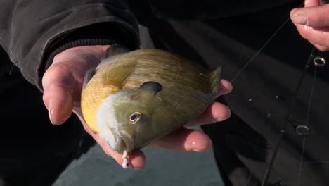 Ein-Mann-Sitzt-In-Einer-Angelhaltung,-In-Seiner-Handfläche-Liegt-Ein-Fisch---Nahaufnahme