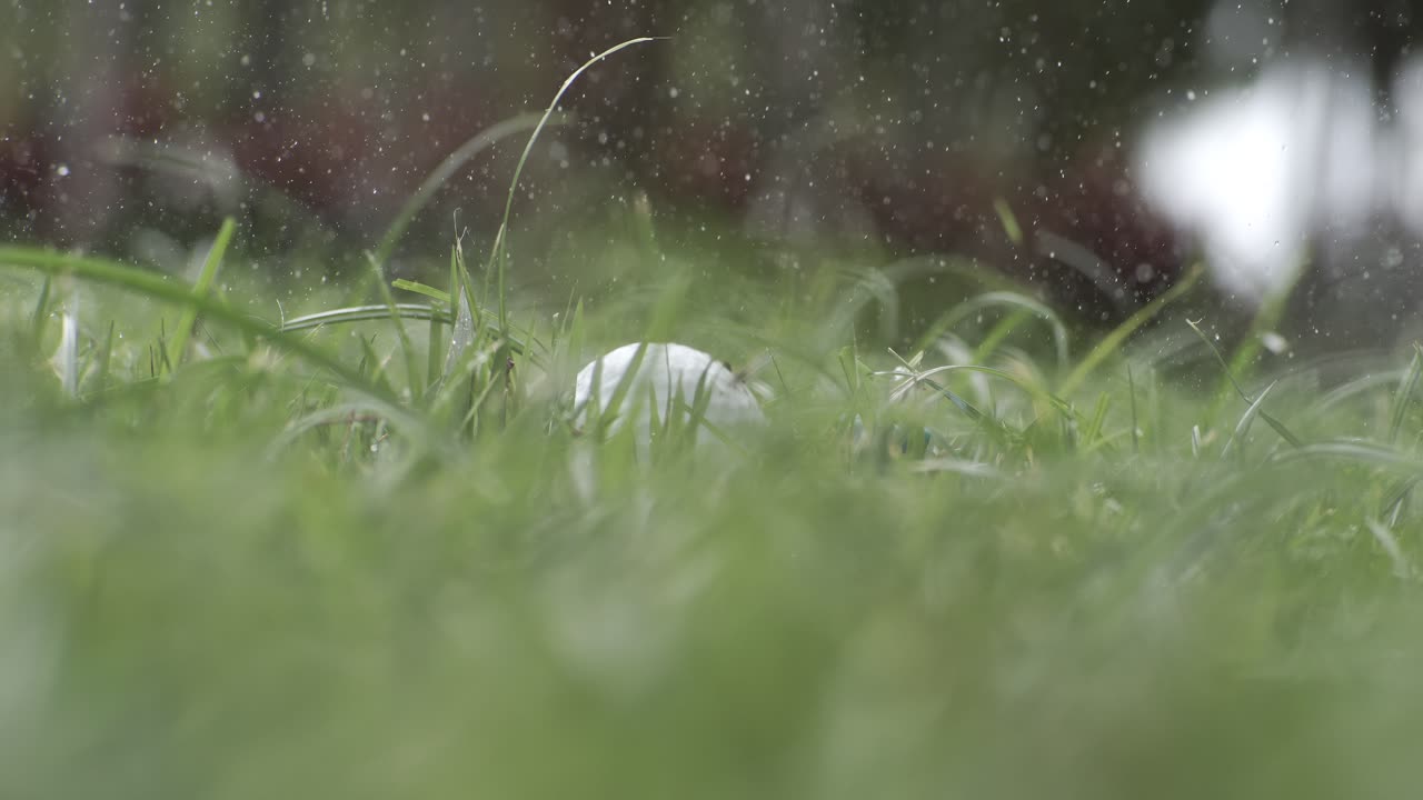 Unsuccessful Golf club hits a golf ball in a super slow motion. Drops of morning dew and grass particles rise into the air after the impact. Shot on super slow motion camera 1000 fps.