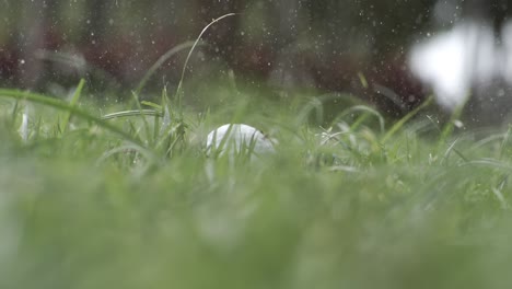 un club de golf sin éxito golpea una pelota de golf en una cámara súper lenta. gotas de rocío matutino y partículas de hierba se elevan en el aire después del impacto. filmado en una cámara de cámara súper lento 1000 fps.