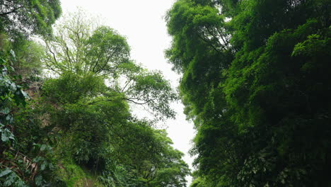 Filmische-Aufnahme-Der-Grünen,-üppigen-Vegetation-Im-Wald