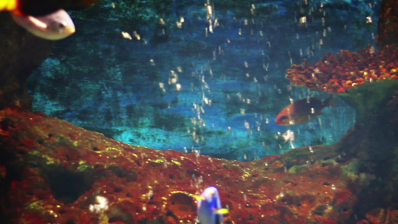 Tropical Fish in a Coral Reef Aquarium