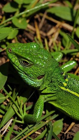 close-up of a green lizard