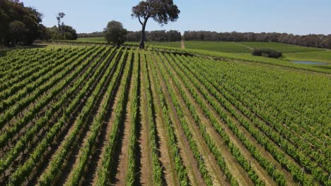 aerial flyover beautiful vineyard field and big tree in background during sunny day