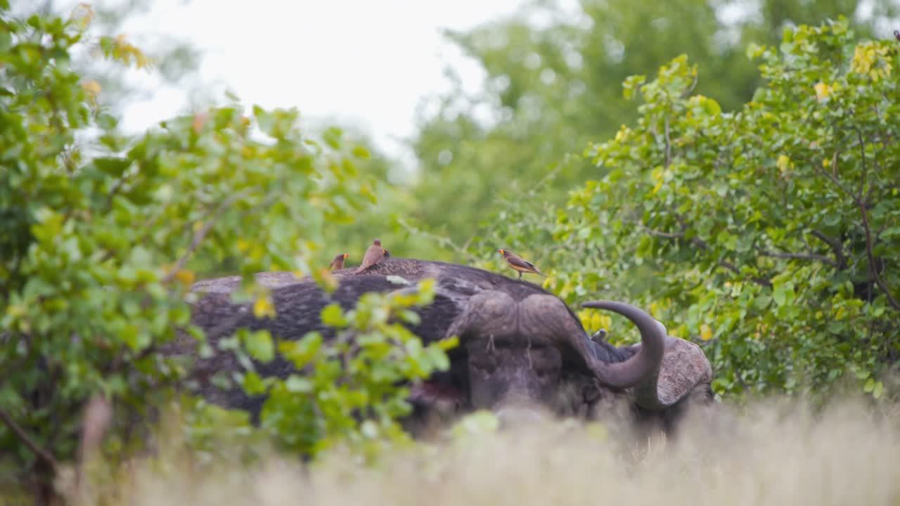 두 마리의  ⁇ 이 있는 버팔로와 사바나 잔디의 등에 oxpeckers