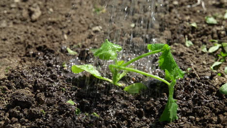 Close-up-of-watering-a-cucumber-plant.