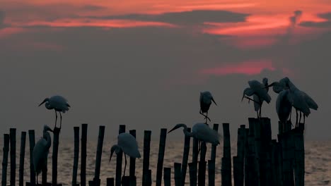 The-Great-Egret,-also-known-as-the-Common-Egret-or-the-Large-Egret