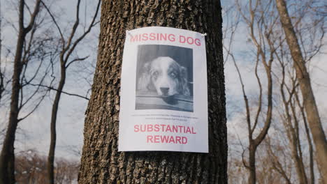 Am-Baum-Hängt-Ein-Poster-über-Das-Verschwinden-Der-Hunderasse-Australian-Shepherd