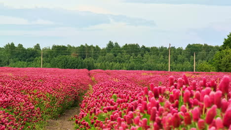 un vasto campo de flores rosadas en flor se extiende hacia un bosque bajo un cielo nublado