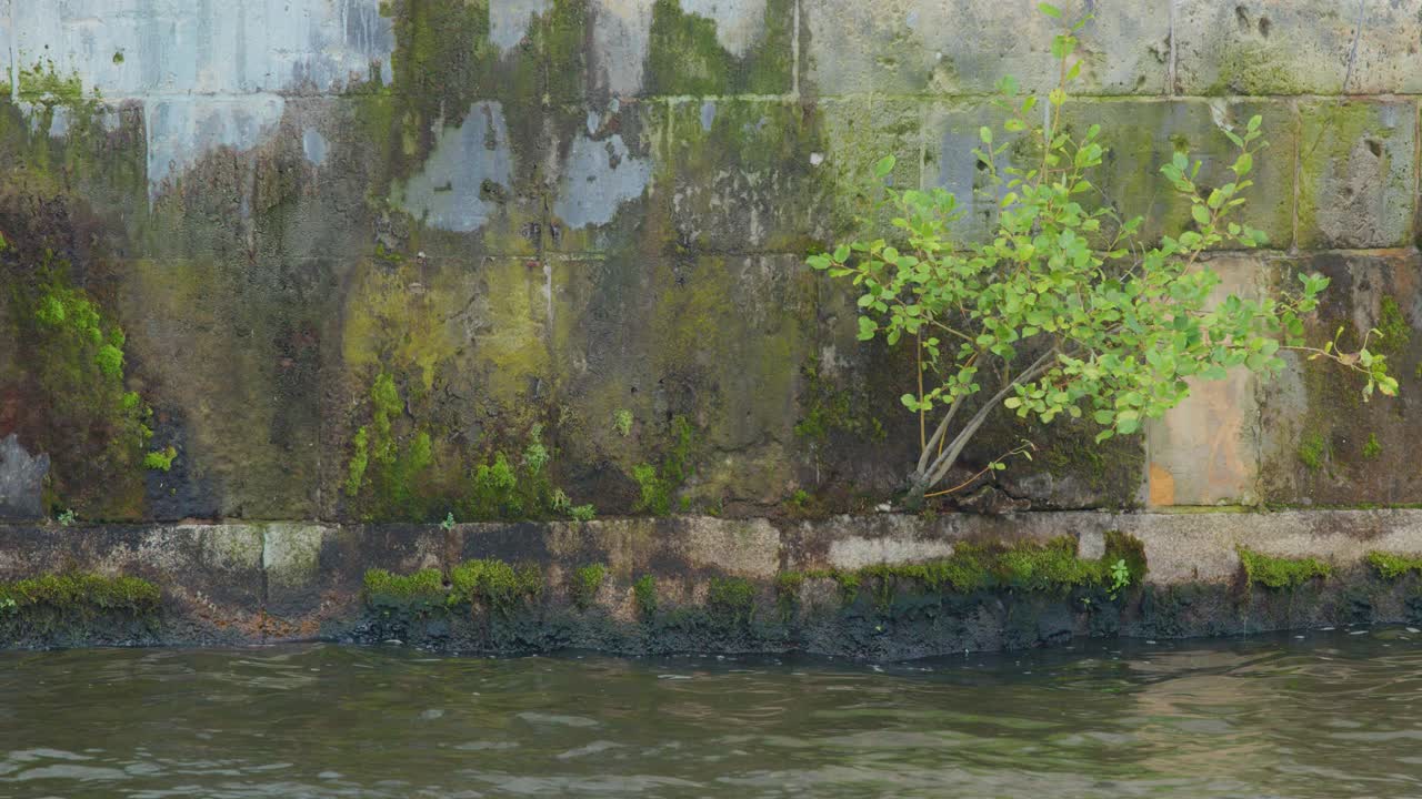 Camera glides past moss-covered concrete wall, small green plant, and river water in daylight