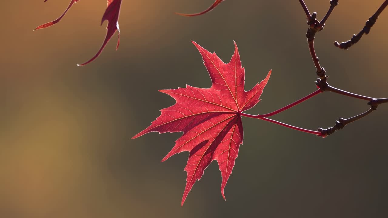 Close-up video of a vibrant red maple leaf on a branch, captured from a side angle against a soft