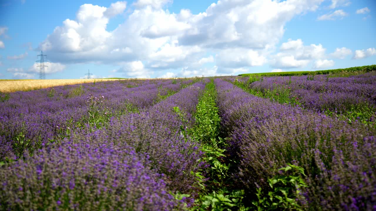 A Tranquil View of a Vast Lavender Field Under a Clear, Bright Sky - Aerial Drone Shot