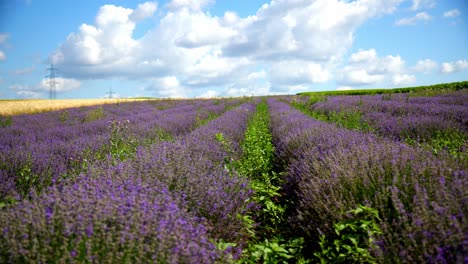 a tranquil view of a vast lavender field under a clear, bright sky - aerial drone shot