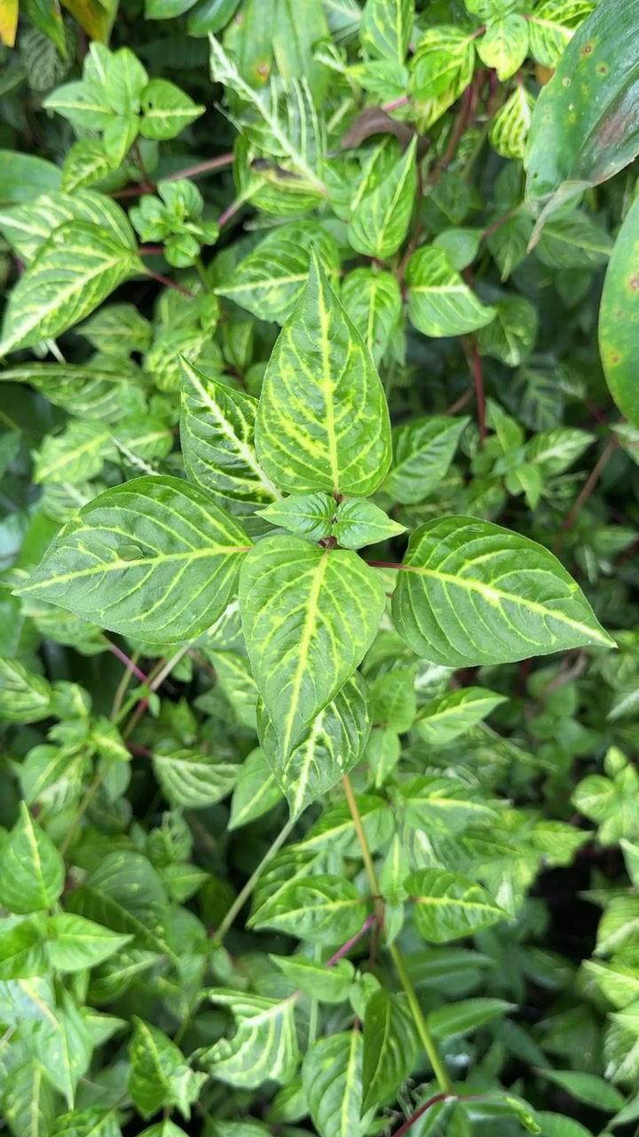 Primo piano di foglie variegate verdi e gialle in un giardino